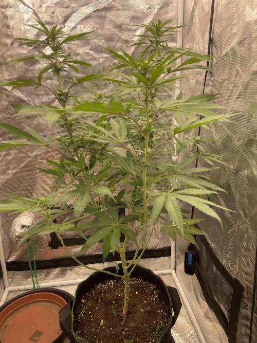 San Fernando lemon kush. Week 9