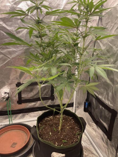 San Fernando lemon kush. Week 9
