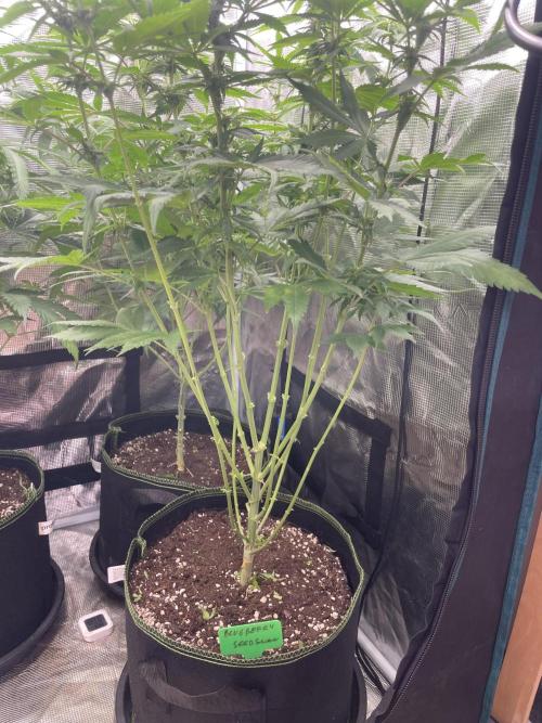 Blueberry. Week 9