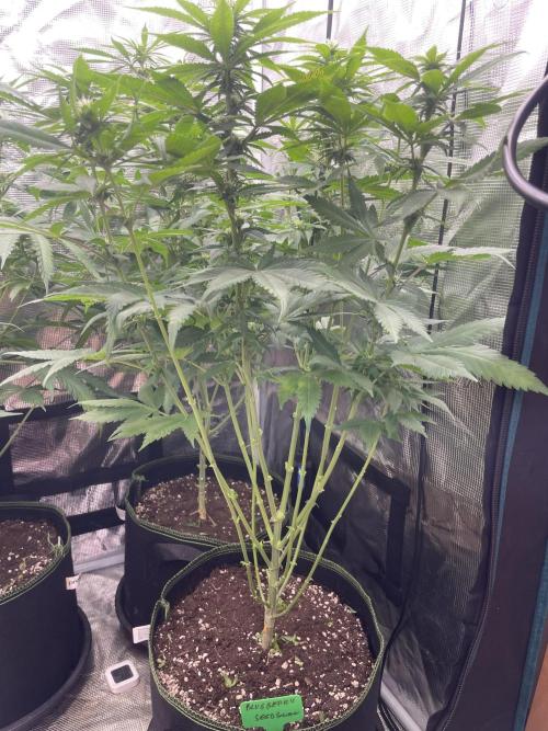 Blueberry. Week 9