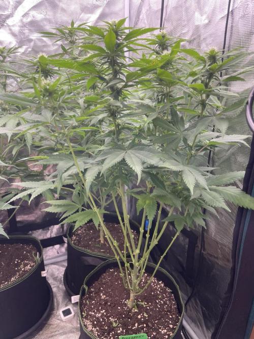 Blueberry. Week 9