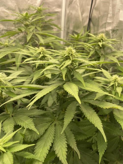 Blueberry. Week 9