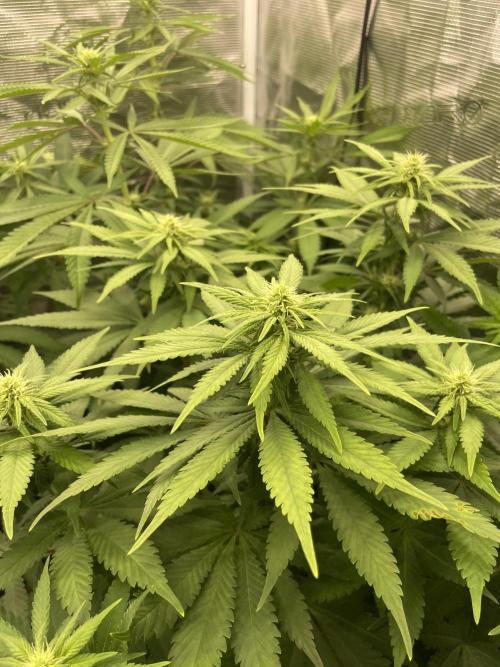 Blueberry. Week 9