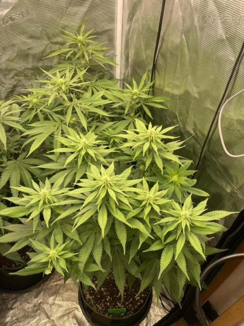 Blueberry. Week 9