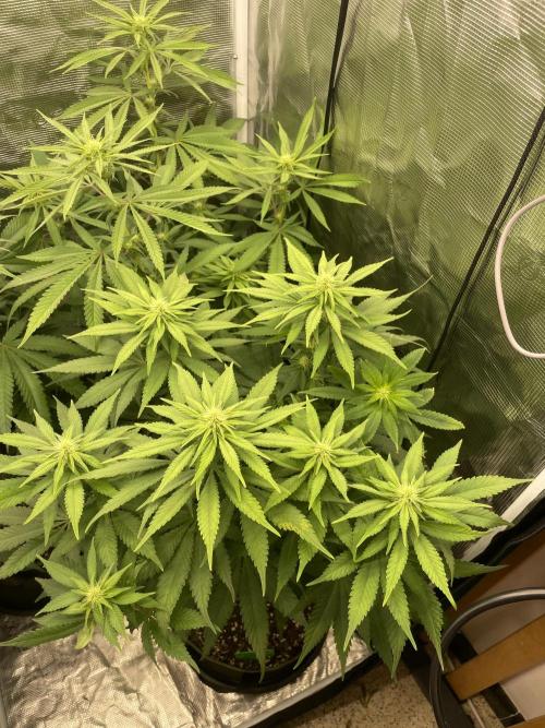 Blueberry. Week 9