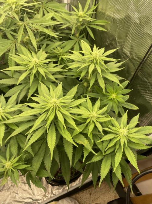 Blueberry. Week 9