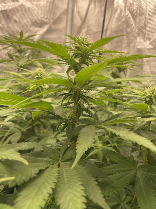 Blueberry. Week 9