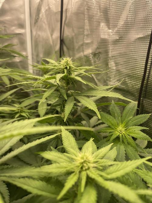 Blueberry. Week 9