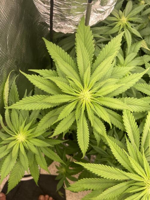 Cherry 🍒 Dream 💭. Week 9