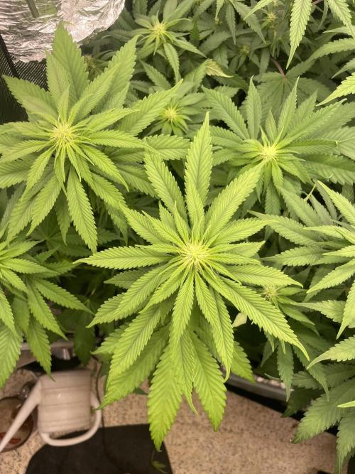 Cherry 🍒 Dream 💭. Week 9
