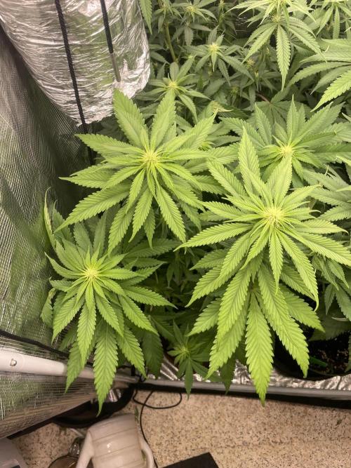 Cherry 🍒 Dream 💭. Week 9