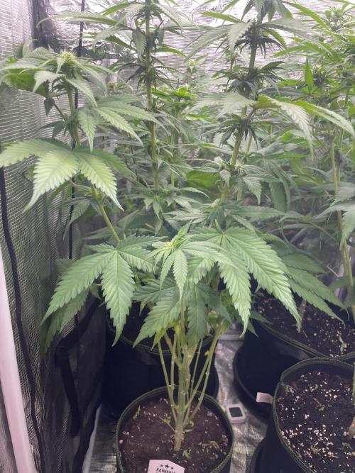 Cherry 🍒 Dream 💭. Week 9