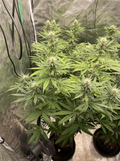 C.C.G / O.S.S Grow Event Poison cookies. Week 11