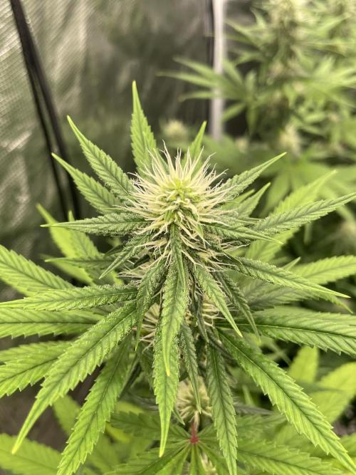 C.C.G / O.S.S Grow Event Poison cookies. Week 11