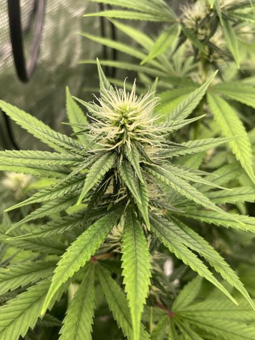 C.C.G / O.S.S Grow Event Poison cookies. Week 11