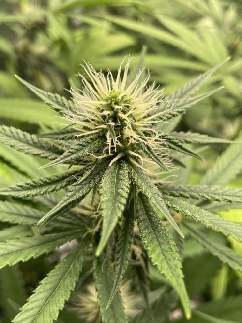 C.C.G / O.S.S Grow Event Poison cookies. Week 11