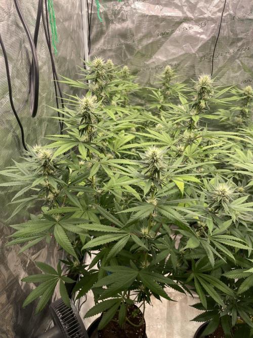 C.C.G / O.S.S Grow Event Poison cookies. Week 11