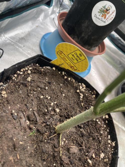 Poison Cookies. Week 11