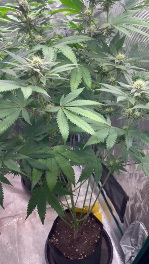 C.C.G / O.S.S Grow Event Citrus Slurp
