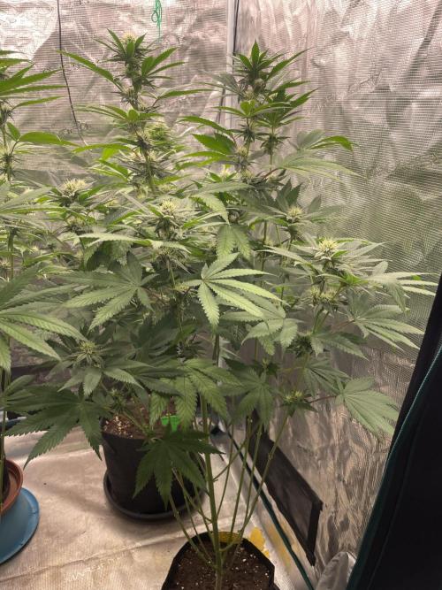 C.C.G / O.S.S Grow Event Citrus Slurp. Week 11