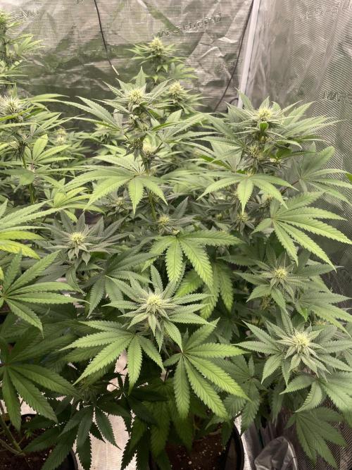 C.C.G / O.S.S Grow Event Citrus Slurp. Week 11