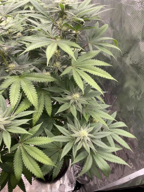C.C.G / O.S.S Grow Event Citrus Slurp. Week 11
