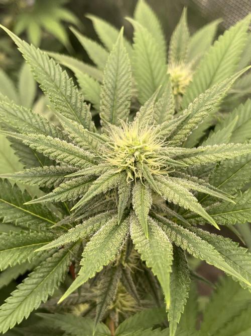 C.C.G / O.S.S Grow Event Citrus Slurp. Week 11