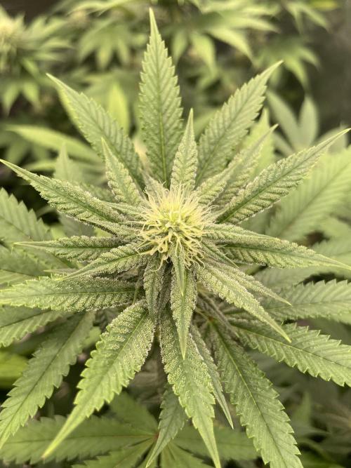 C.C.G / O.S.S Grow Event Citrus Slurp. Week 11