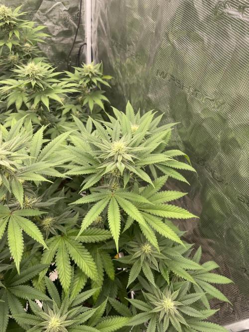C.C.G / O.S.S Grow Event Citrus Slurp. Week 11