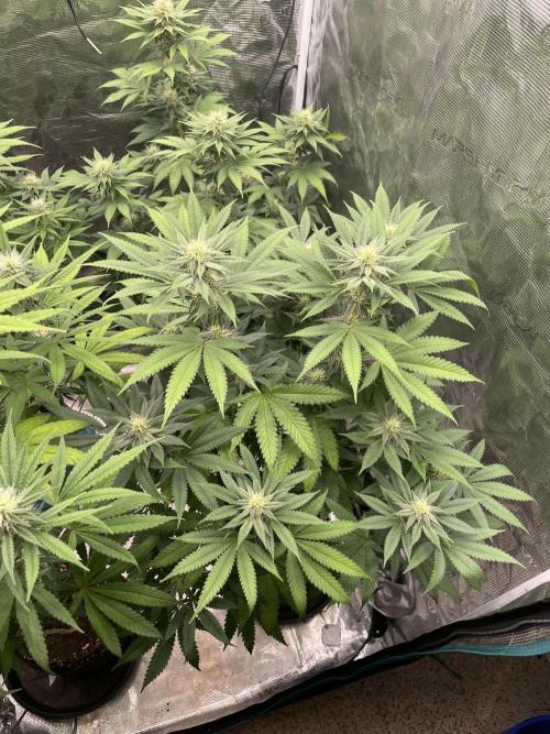 C.C.G / O.S.S Grow Event Citrus Slurp. Week 11