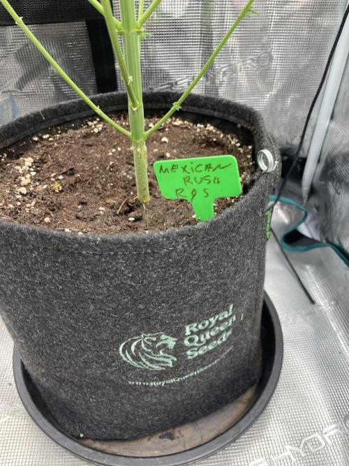 Mexican rush. Week 10