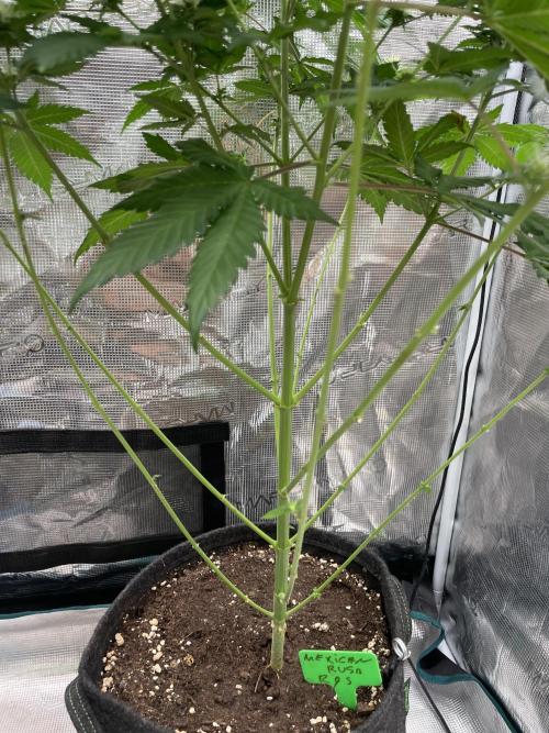 Mexican rush. Week 10