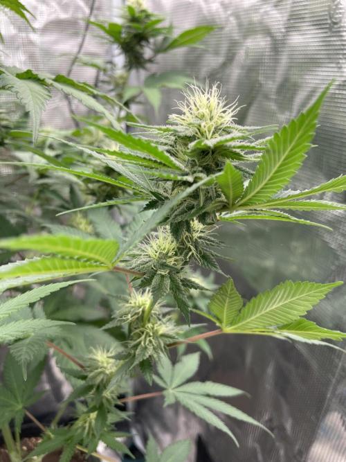 Mexican rush. Week 10