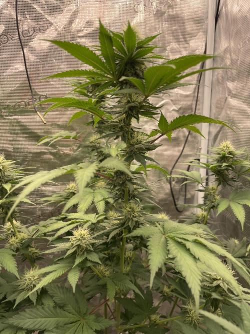 Mexican rush. Week 10