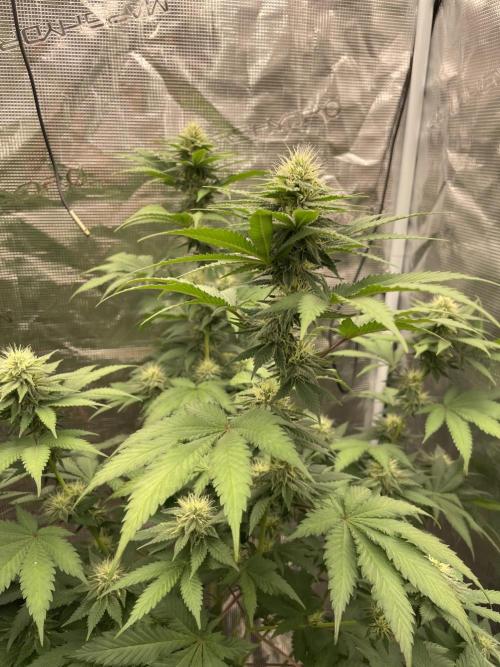 Mexican rush. Week 10