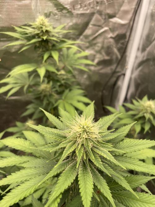 Mexican rush. Week 10