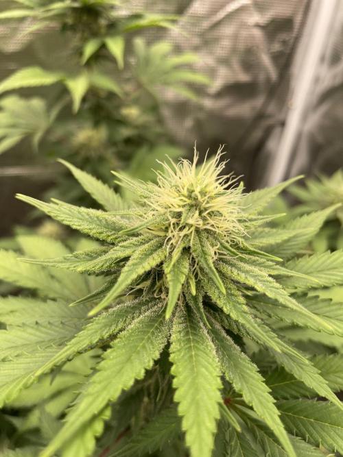Mexican rush. Week 10
