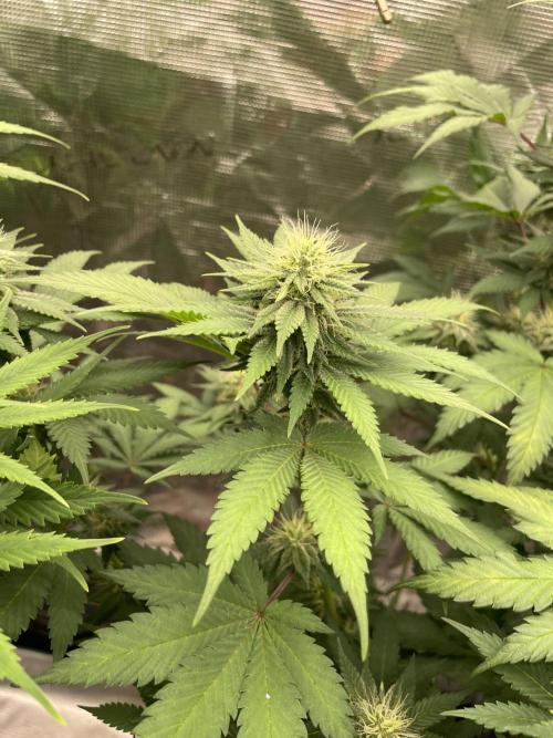 Mexican rush. Week 10