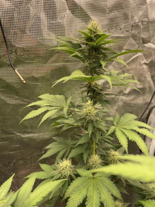 Mexican rush. Week 10