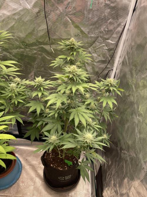 Mexican Rush. Week 10