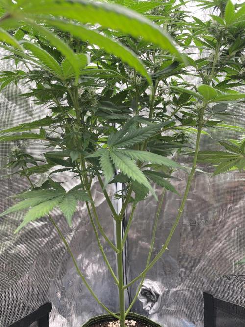 Northern lights. Week 10