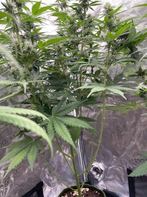 Northern lights. Week 10