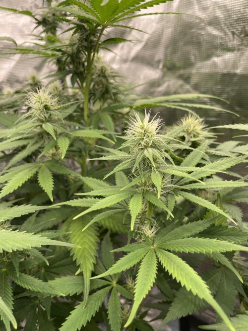 Northern lights. Week 10