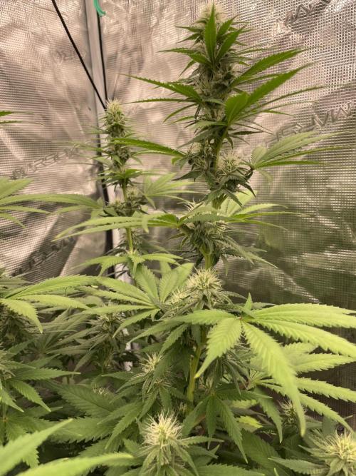 Northern lights. Week 10
