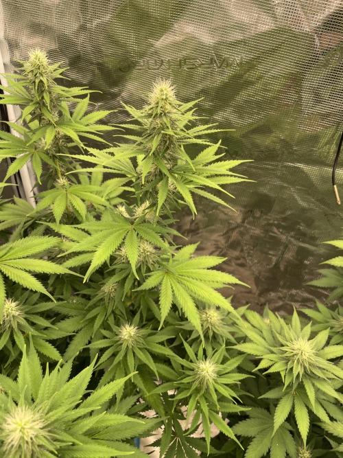 Northern lights. Week 10