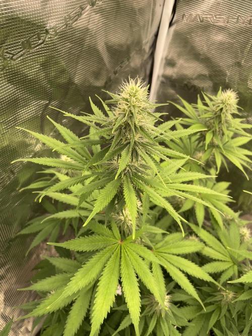 Northern lights. Week 10