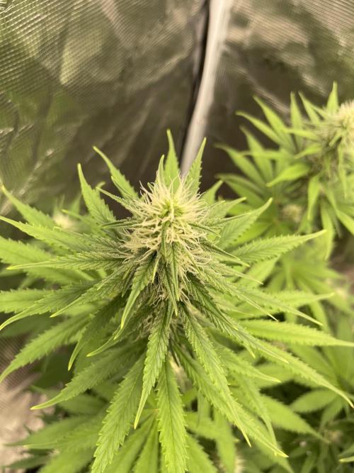 Northern lights. Week 10