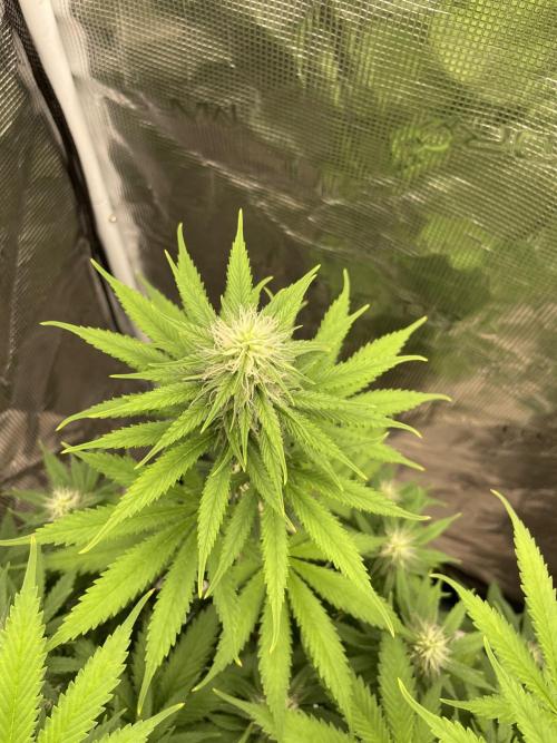 Northern Lights. Week 10