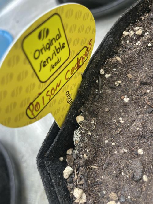 C.C.G / O.S.S Grow Event Poison cookies. Week 12