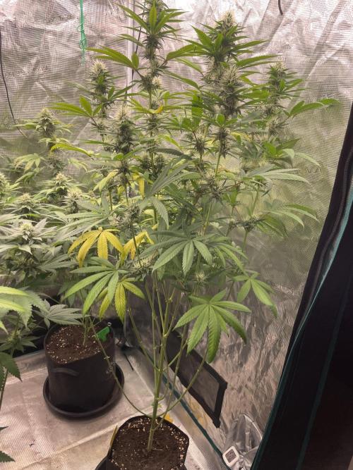 C.C.G / O.S.S Grow Event Poison cookies. Week 12
